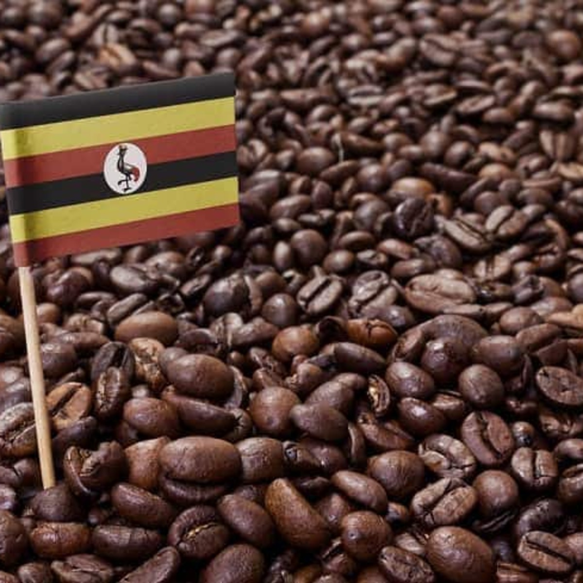 Caffe robusta Uganda
